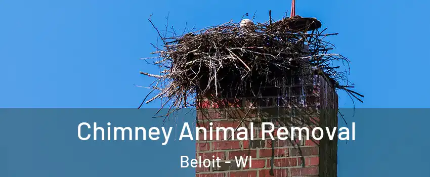  Chimney Animal Removal Beloit - WI
