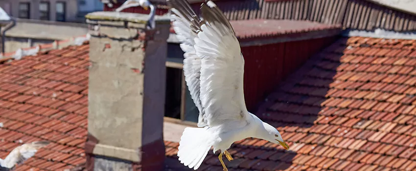 Residential Chimney Animal Removal Solution in Beloit, WI
