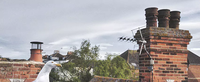Chimney Cleaning And Restoration in Beloit, Wisconsin